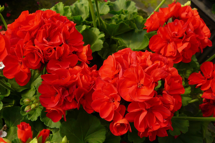 Picture 3 of Technical guidance on planting and caring for geraniums