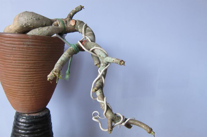Picture 3 of Technique of bending bonsai to create art