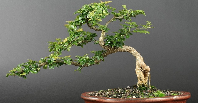 Picture 5 of Technique of bending bonsai to create art