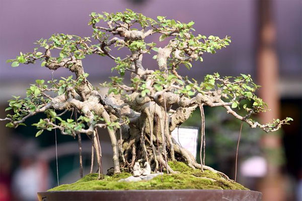 Picture 1 of Techniques for fertilizing ornamental plants, ornamental flowers