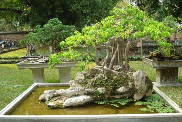 Picture 2 of Techniques for fertilizing ornamental plants, ornamental flowers