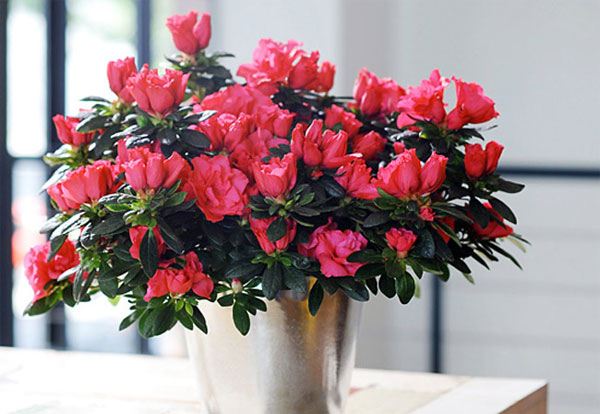 Picture 3 of Techniques for growing and caring rhododendron flowers in Tet season