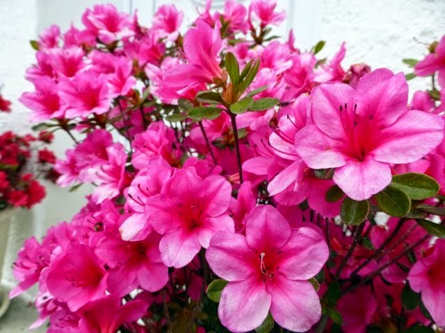 Picture 4 of Techniques for growing and caring rhododendron flowers in Tet season