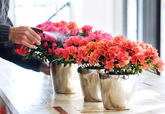Picture 5 of Techniques for growing and caring rhododendron flowers in Tet season