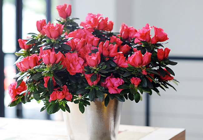 Picture 6 of Techniques for growing and caring rhododendron flowers in Tet season