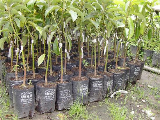 Picture 2 of Techniques for growing avocado trees