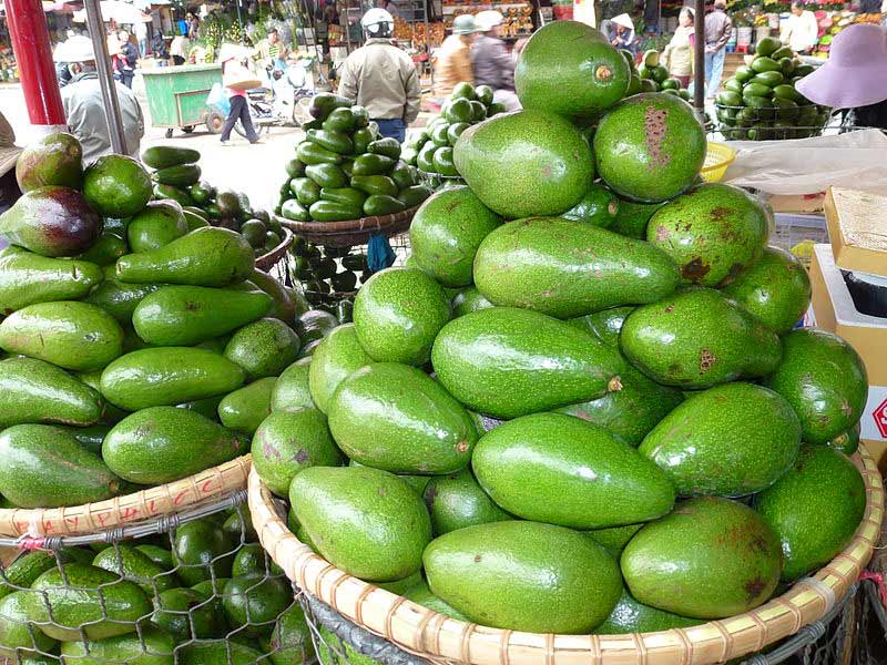Picture 3 of Techniques for growing avocado trees