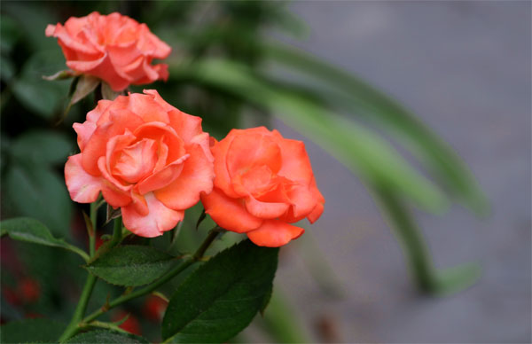 Picture 2 of Techniques for growing black roses