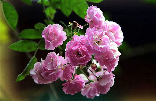 Picture 3 of Techniques for growing black roses