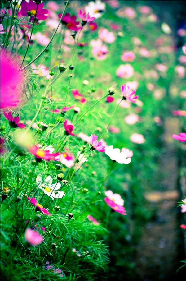 Picture 4 of Techniques for growing butterfly wings in the garden