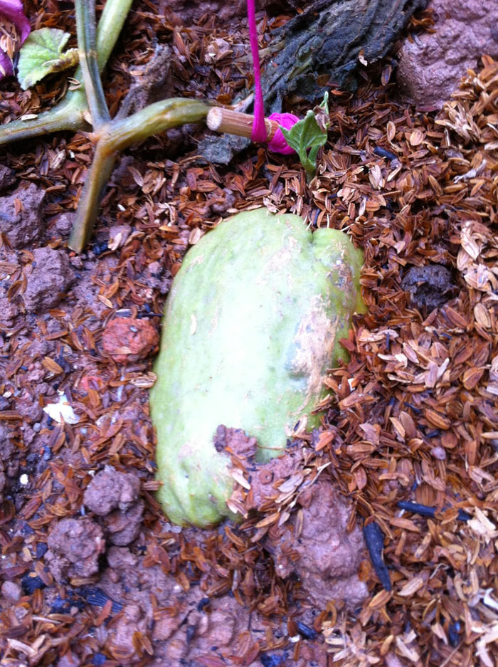 Picture 3 of Techniques for growing chayote for many tops and wrong results
