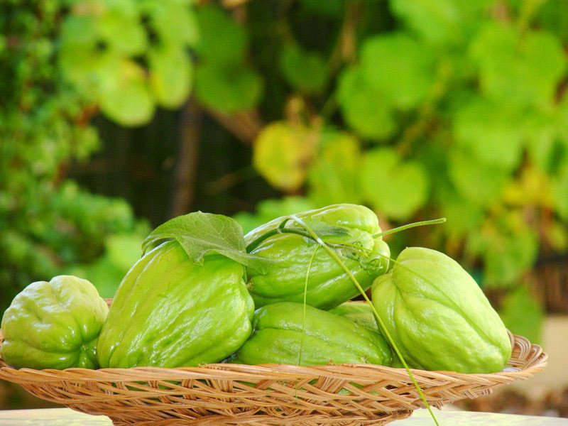 Picture 4 of Techniques for growing chayote for many tops and wrong results