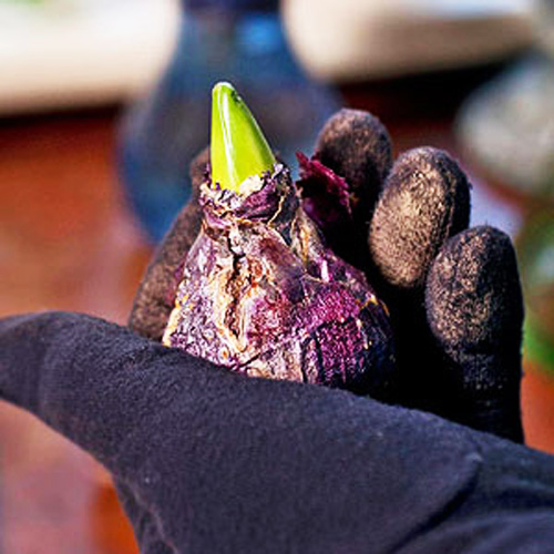 Picture 2 of Techniques for growing fairies from tubers