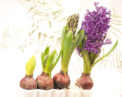 Picture 3 of Techniques for growing fairies from tubers