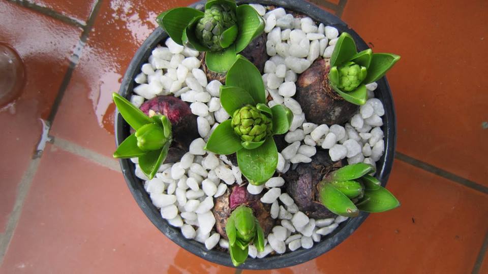 Picture 4 of Techniques for growing fairies from tubers