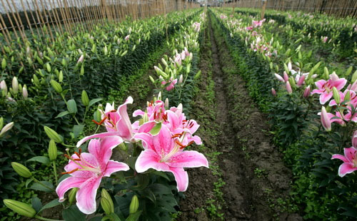 Picture 1 of Techniques for growing flowers in the garden