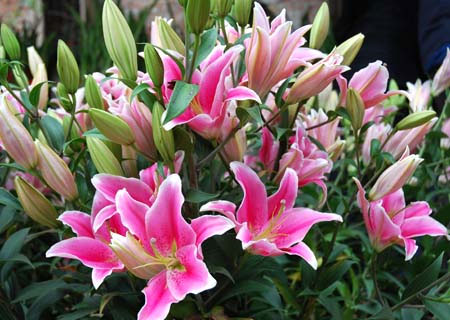 Picture 2 of Techniques for growing flowers in the garden