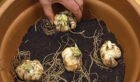 Picture 4 of Techniques for growing flowers in the garden