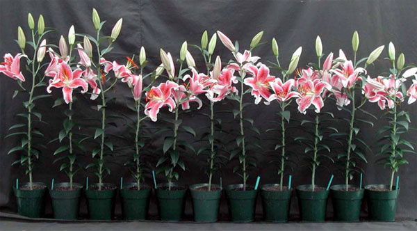 Picture 6 of Techniques for growing flowers in the garden