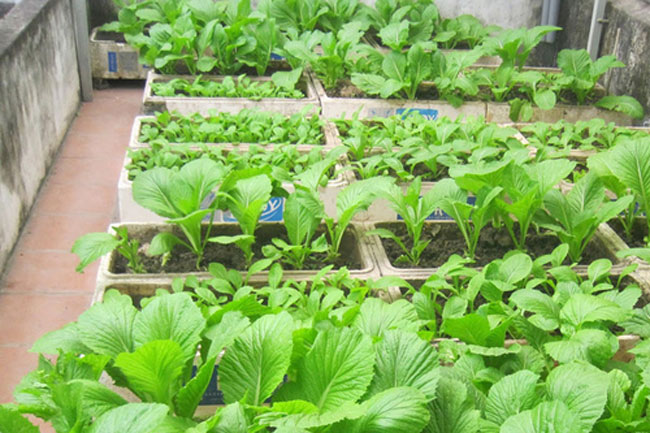 Picture 2 of Techniques for growing green vegetables in foam containers at home