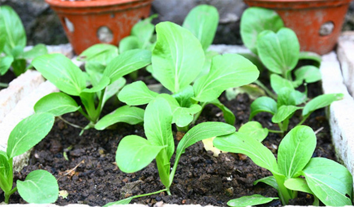 Picture 3 of Techniques for growing green vegetables in foam containers at home