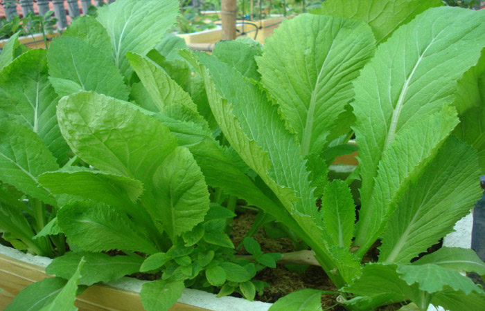 Picture 5 of Techniques for growing green vegetables in foam containers at home