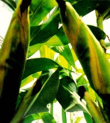 Picture 1 of Techniques for growing hybrid corn seeds BIOSEED 9696