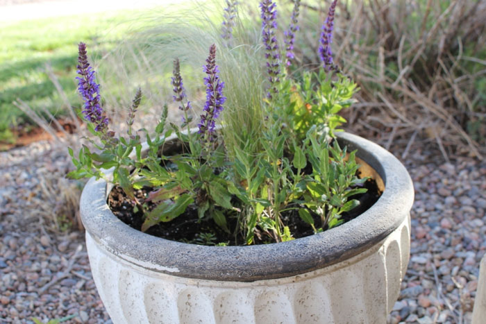 Picture 3 of Techniques for growing lavender