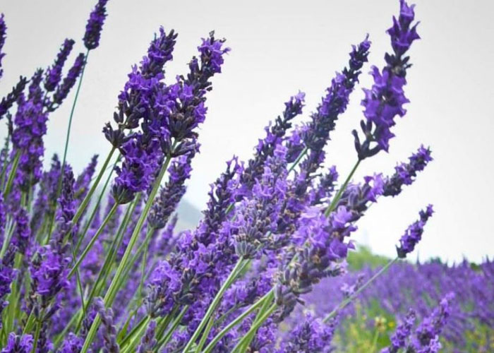 Picture 4 of Techniques for growing lavender