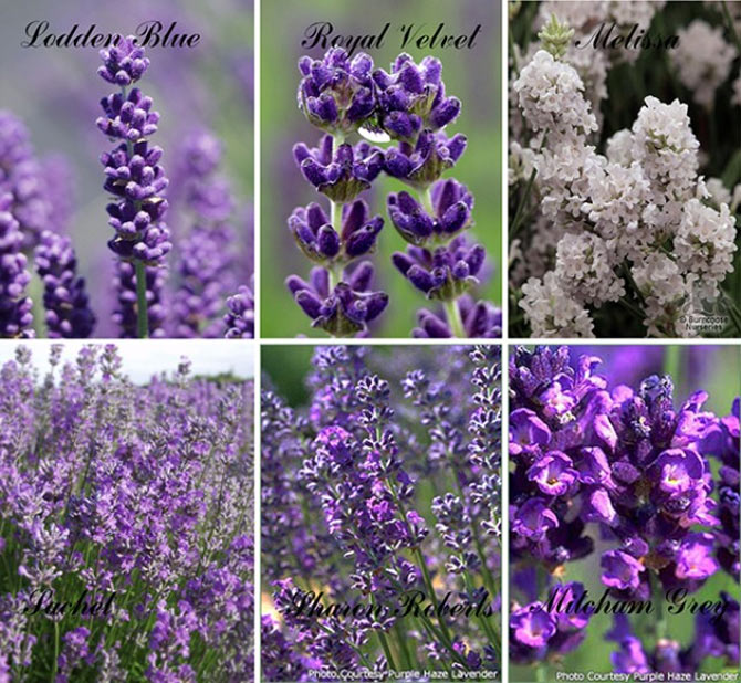Picture 5 of Techniques for growing lavender