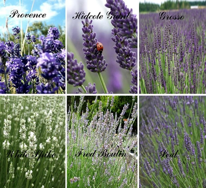 Picture 6 of Techniques for growing lavender