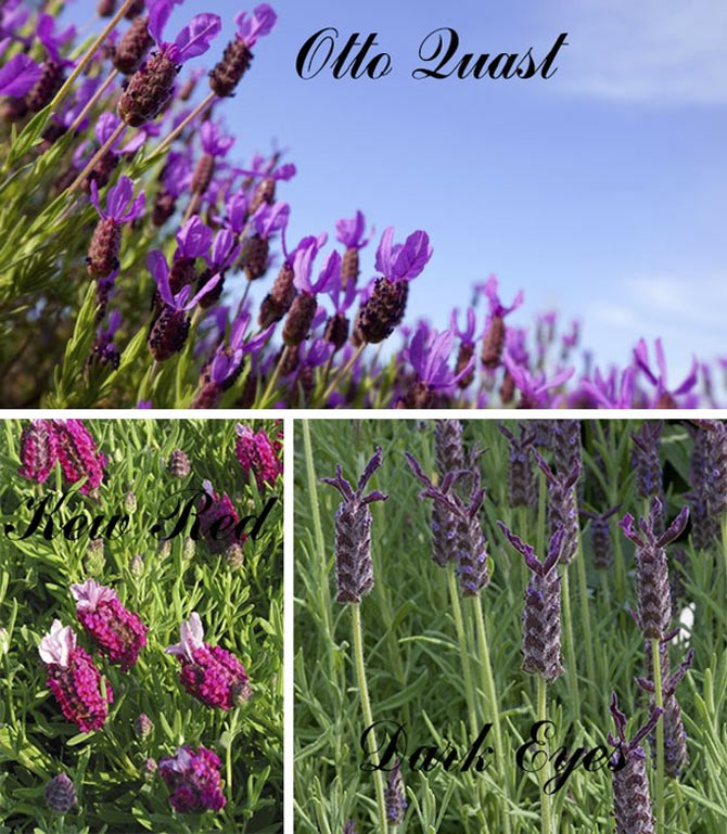 Picture 7 of Techniques for growing lavender