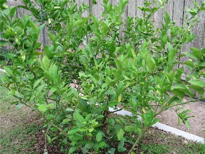 Picture 2 of Techniques for growing lemon trees for the whole year