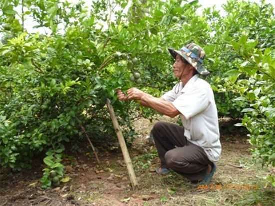 Picture 3 of Techniques for growing lemon trees for the whole year