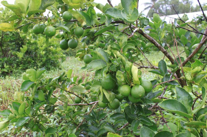 Picture 4 of Techniques for growing lemon trees for the whole year