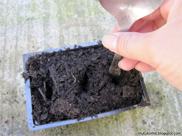 Picture 6 of Techniques for growing oat flowers with branches