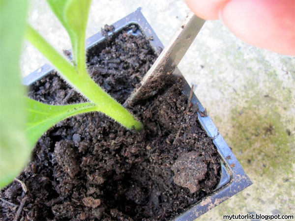 Picture 9 of Techniques for growing oat flowers with branches