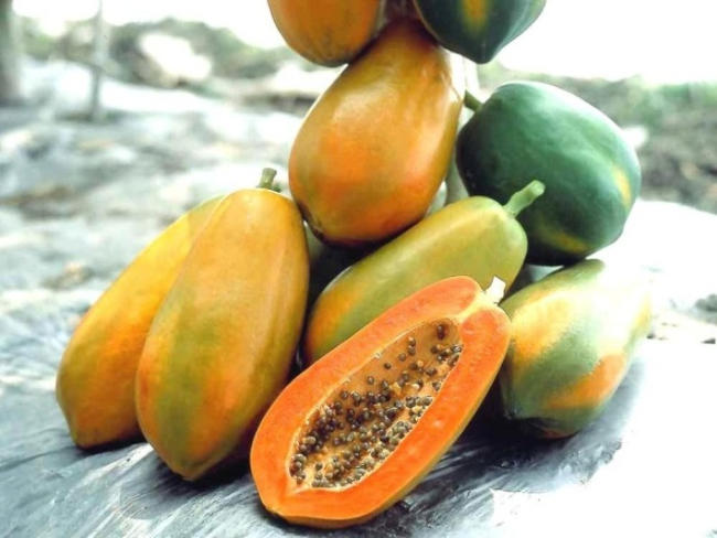 Picture 3 of Techniques for growing papaya trees are fruitless all year round, with few pests and diseases