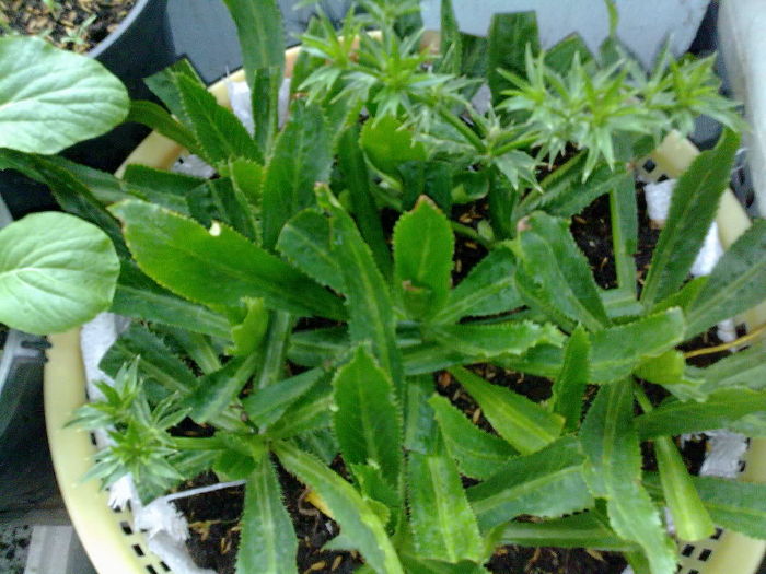 Picture 4 of Techniques for growing scent of ships treating diseases in pots