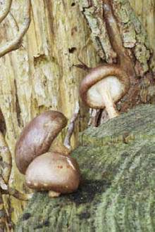Picture 2 of Techniques for growing Shiitake