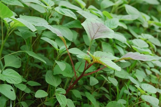 Picture 3 of Techniques for growing spinach at home