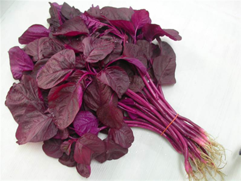 Picture 5 of Techniques for growing spinach at home