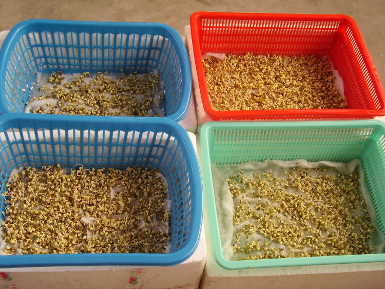 Picture 2 of Techniques for growing sprouts with simple paper towels are unexpected
