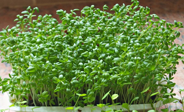 Picture 3 of Techniques for growing sprouts with simple paper towels are unexpected