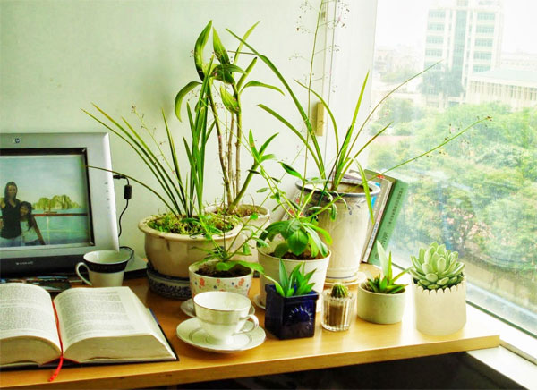 Picture 2 of Techniques for growing stone lotus in pots