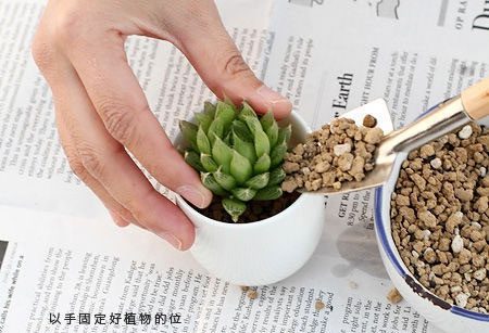 Picture 5 of Techniques for growing stone lotus in pots