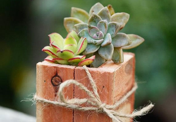 Picture 6 of Techniques for growing stone lotus in pots