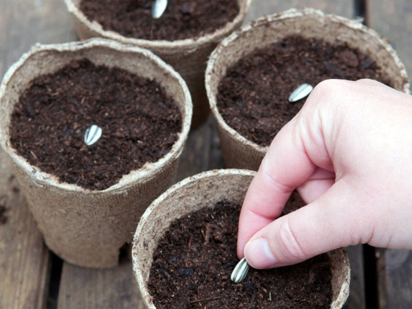 Picture 3 of Techniques for growing sunflowers in pots