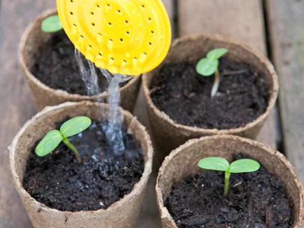 Picture 4 of Techniques for growing sunflowers in pots