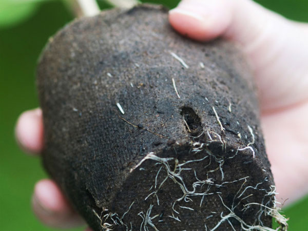 Picture 5 of Techniques for growing sunflowers in pots